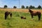 Two  mother horses  with their  newborn foals