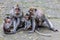 Two mothers with babies of Long-tailed or Crab-eating macaque, full length, Bali Island, Indonesia