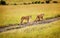 Two Mothers Lioness walking in Masai Mara reserve, Kenya