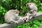 Two mothers monkeys caring their babies, Ubud, Bali, Indonesia