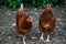 Two motley brown hens walk on a farm in the countryside