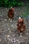 Two motley brown hens walk on a farm in the countryside