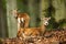 Two mouflons observing by a beech tree inside the forest in autumn nature.