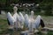 Two moulting pink pelicans.