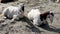 Two mountain goats relaxing in a sunny weather