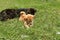 Two mountain street dog playing with a bone, Sikkim, India