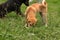 Two mountain street dog playing with a bone, Sikkim, India