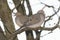 Two mourning doves perched on a branch during a cold raiiny spring day