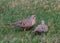 Two Mourning Doves, Zenaida macroura