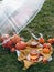 Two mugs of hot tea, pumpkins and apples are placed under a transparent umbrella on a cloth napkin.