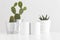 Two mugs mockup with various types of cactus and a succulent plant on a white table