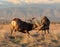 Two Mule Deer Bucks in Combat