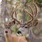 Two mule deer bucks with velvet antlers