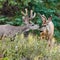 Two mule deer bucks with velvet antlers interact