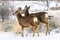 Two Mule Deer walking closely by on a snowy day