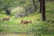 Two mule deer walking through springtime forest with pine trees, flowering saskatoon berry, and arrowleaf balsamroot flowers