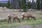 Two mule deers grazing in Jasper National Park, Canadian Rockies, Alberta, Canada