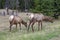 Two mule deers grazing in Jasper National Park, Canadian Rockies, Alberta, Canada