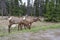 Two mule deers grazing in Jasper National Park, Canadian Rockies, Alberta, Canada