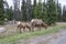 Two mule deers grazing in Jasper National Park, Canadian Rockies, Alberta, Canada