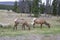 Two mule deers grazing in Jasper National Park, Canadian Rockies, Alberta, Canada