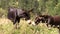 Two mules grazing on alpine pasture