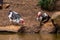Two Muscovy ducks by the lake drinking