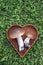 Two mushroom boletus in heart form basket on grass