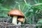 Two Mushroom Suillus grow in wood