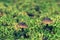 Two mushroom toadstools with brown hats stand among moss and grass with a blurred background like a fairy tale.