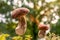 two mushrooms floating in the air above the herbs against the backdrop of the autumn forest