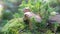 Two mushrooms are growing on a mossy stump