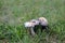 Two mushrooms in the meadow