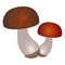 Two mushrooms with round spotted brown and red caps and white leg with black soil isolated on white background