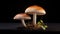 Two Mushrooms, Side By Side, Displaying Unique Characteristics