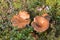 Two mushrooms Suillus bovinus