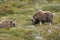 Two musk ox in Norway\'s Dovrefjell National Park