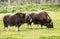 Two Musk Oxen in green grass.