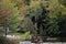 Two Muskoka chairs sitting on a rocky shore facing a calm lake with trees in the background