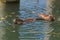 Two muskrats (Ondatra Zibethica) swimming