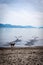 Two mute swan running away from dog. Cygnus olor. Lausanne  Switzerland