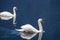 Two mute swans gliding on a misty lake