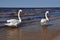 Two Mute Swans at sea standing