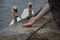 Two Mute Swans swimming towards a lady`s hand - hand feeding oats