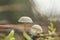 Two Mycena cinerella wild mushrooms