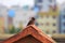 Two Myna birds on the roof