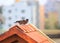 Two Myna birds on the roof