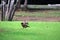 Two Mynas birds looking for food on the green grass floor.