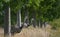 Two nandus or greater rhea Rhea americana looking through a row of trees at a field, since 2000 a few of the birds escaped from