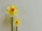Two narcissi blend flowers on a white background